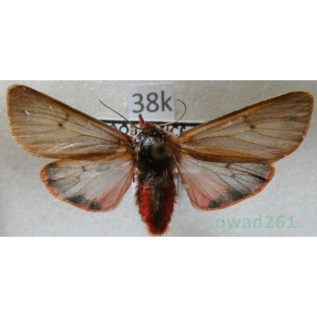 Phragmatobia fuliginosa (Linnaeus, 1758) Sadzanka rumienica Czech38k